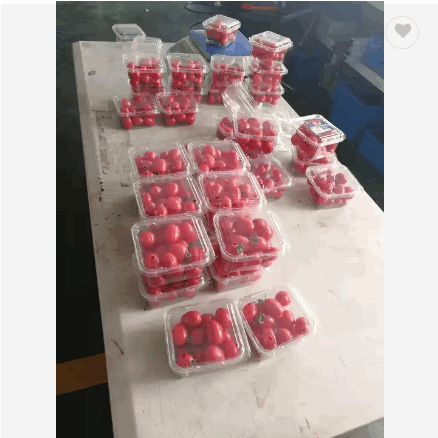 High speed fresh fruits cherry tomatoes punnet filling and packing machine / 5